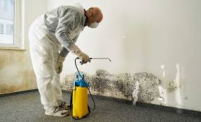 Best Basement Mold Removal in China Spring, TX