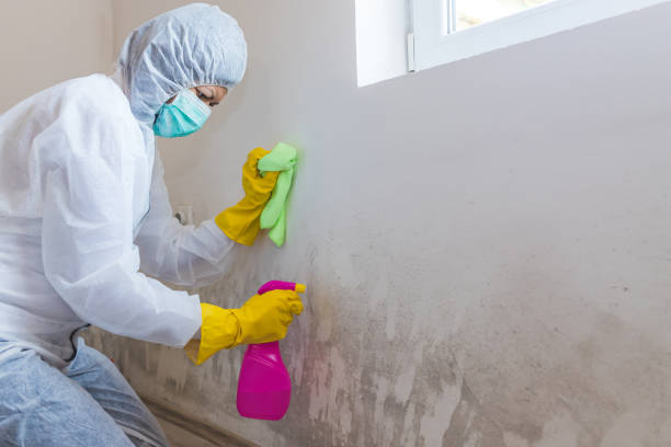 Why You Should Choose Our Mold Remediation Services in China Spring, TX