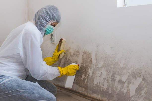 Best Mold Remediation for Healthcare Facilities in China Spring, TX